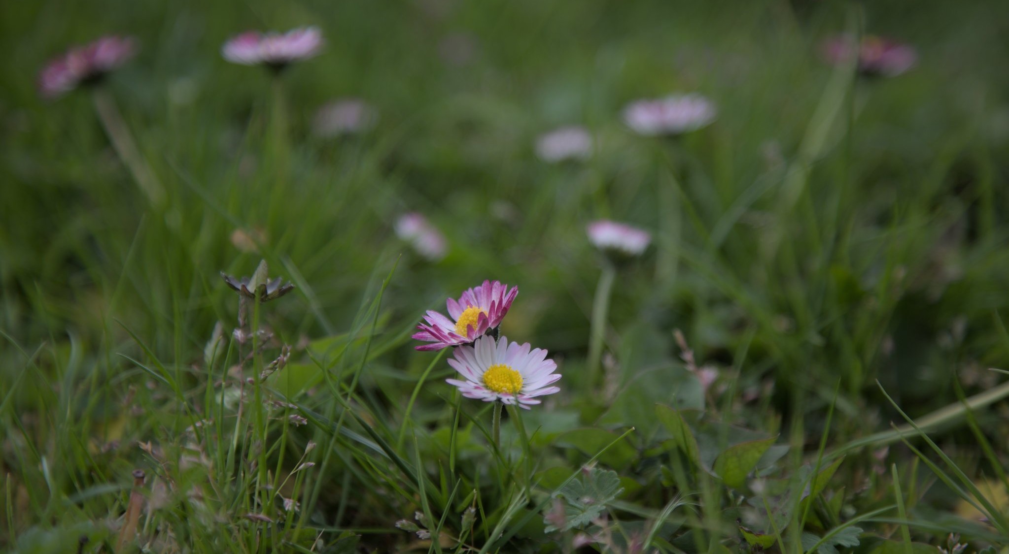 Daisy Header